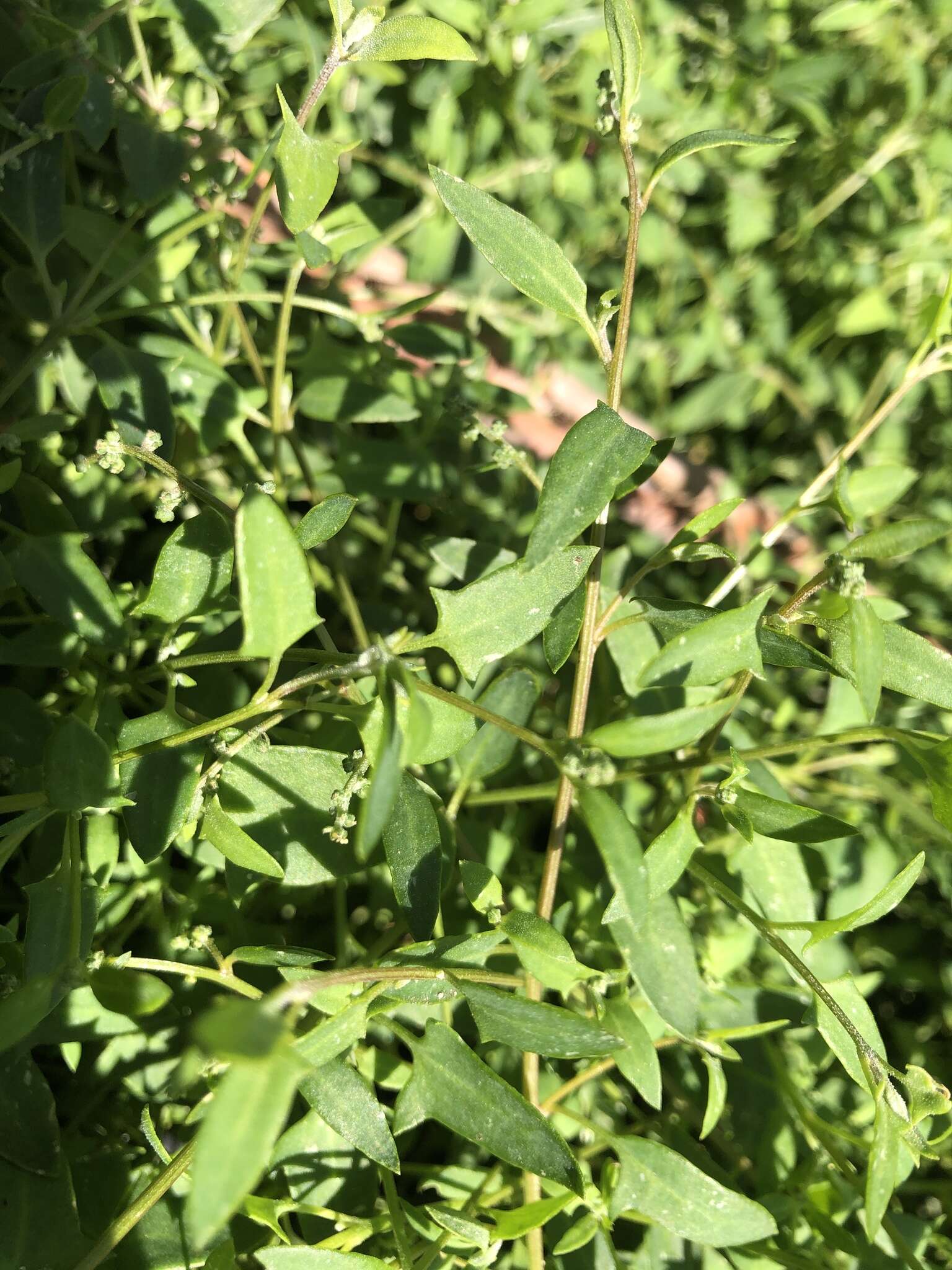 Plancia ëd Chenopodium nutans subsp. nutans