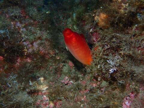 Image of red sea-squirt