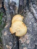 Imagem de Gymnopilus suberis (Maire) Singer 1951