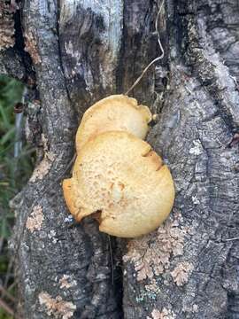 Image of Gymnopilus suberis (Maire) Singer 1951