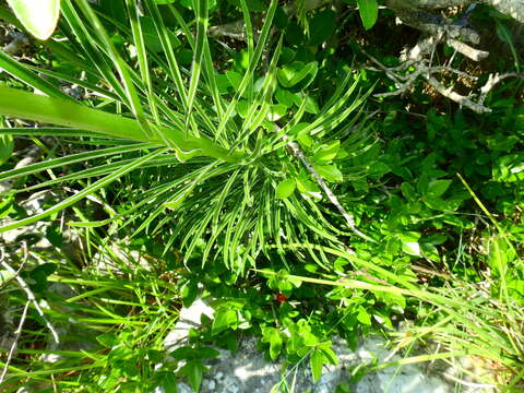 Image of Lilium pomponium L.