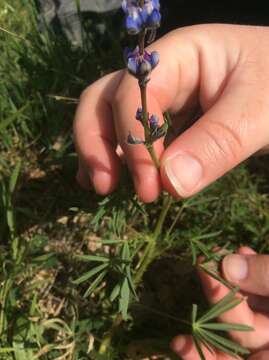 Imagem de Lupinus formosus var. formosus