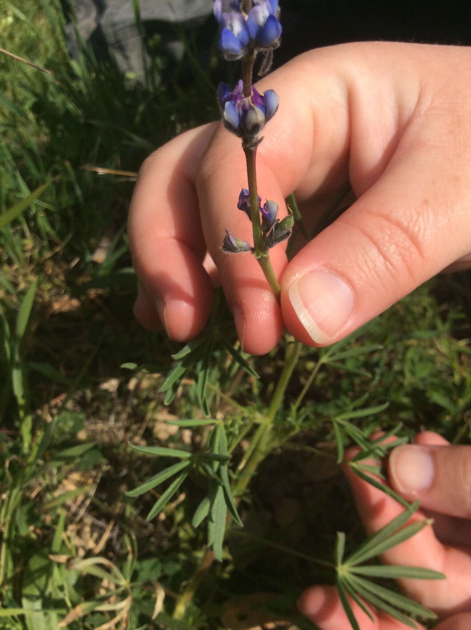 Image of summer lupine