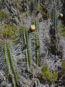 Image of <i>Eulychnia chorosensis</i>