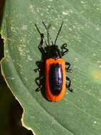 Image of Prosopodonta limbata Baly 1858