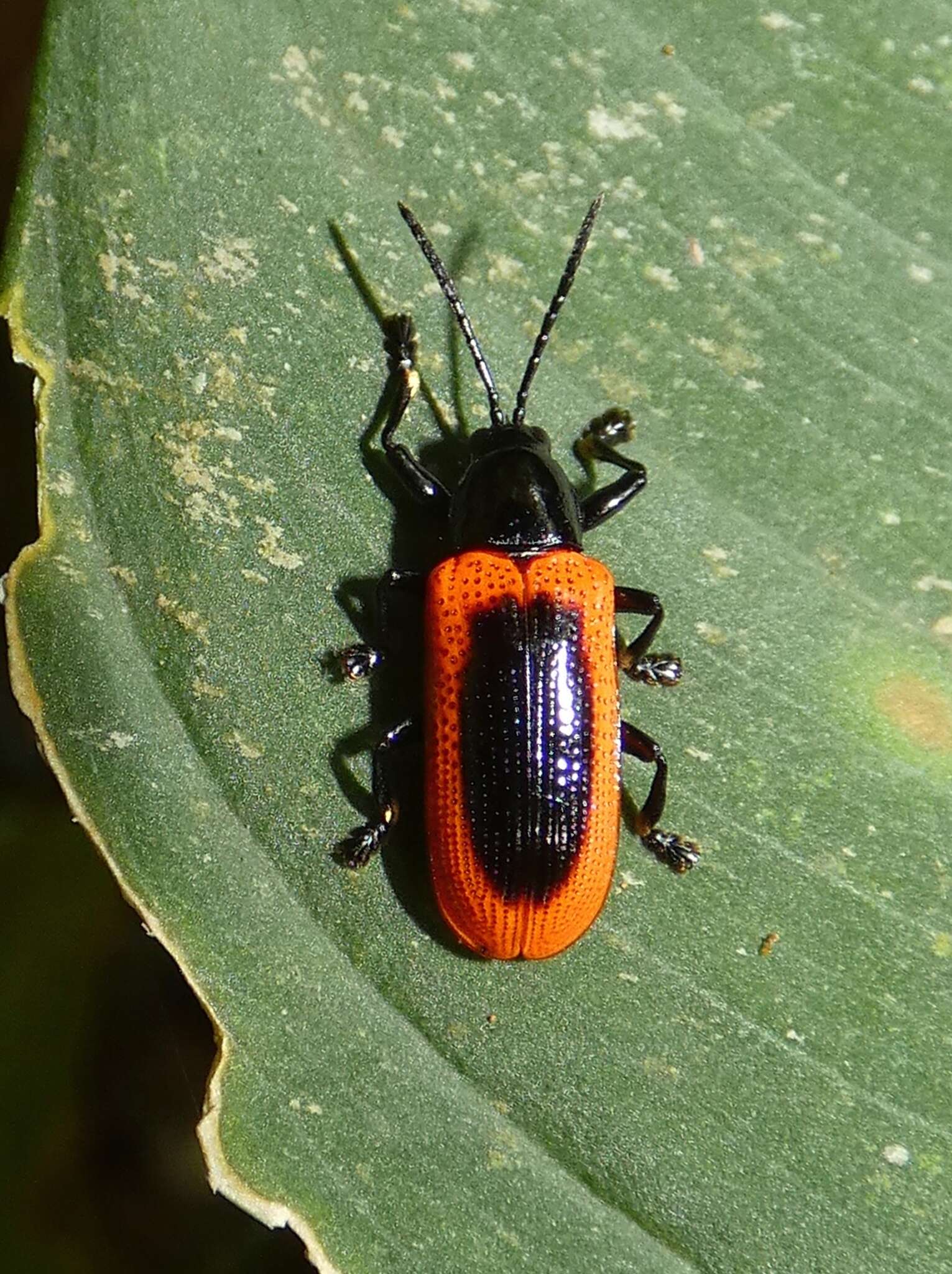 Image of Prosopodonta limbata Baly 1858