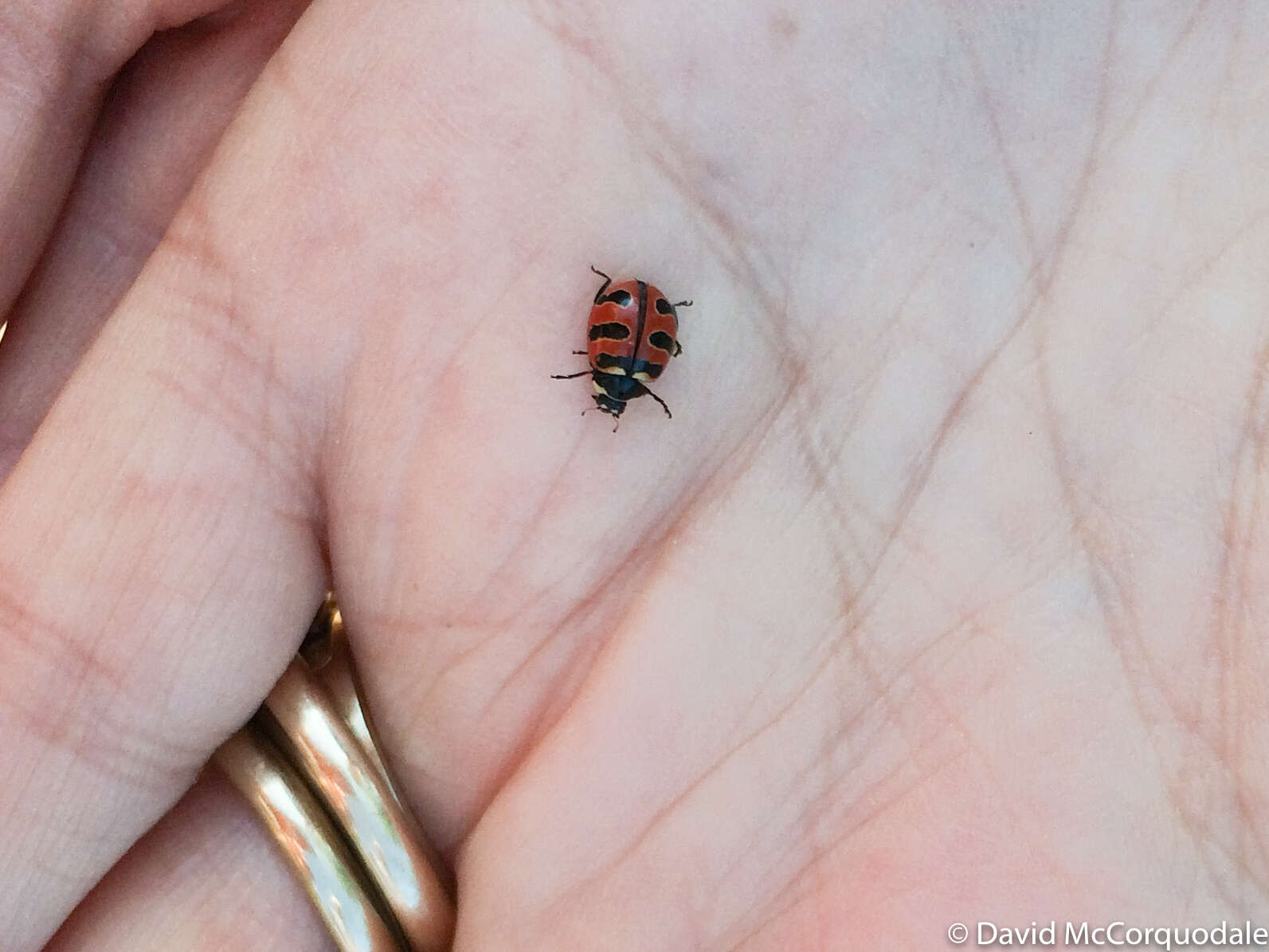 Image of Coccinella trifasciata perplexa Mulsant 1850