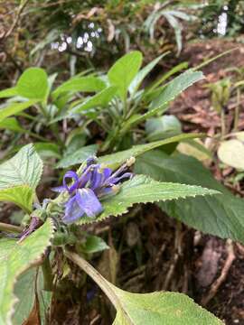 صورة Lobelia physaloides A. Cunn.