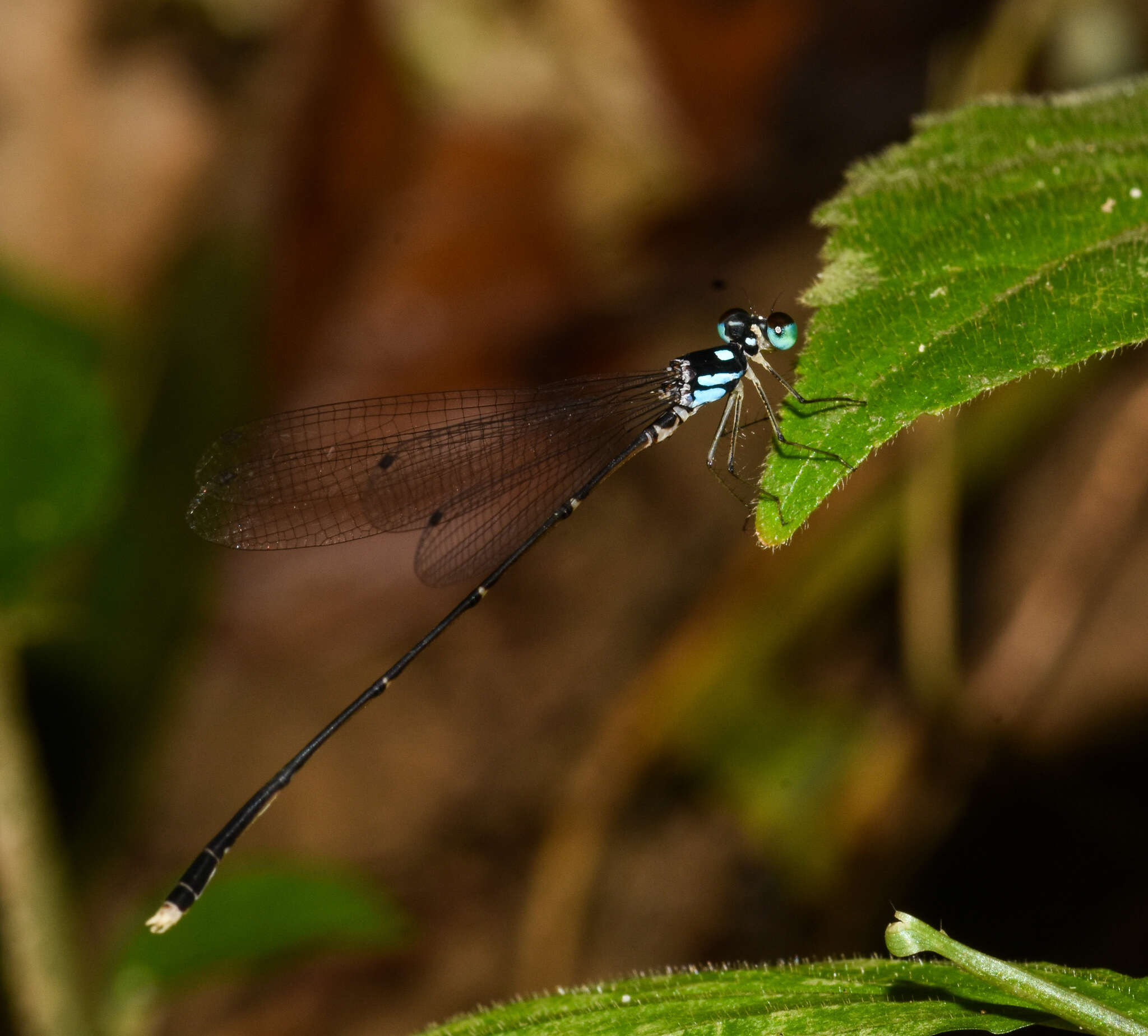 Imagem de Coeliccia bimaculata Laidlaw 1914