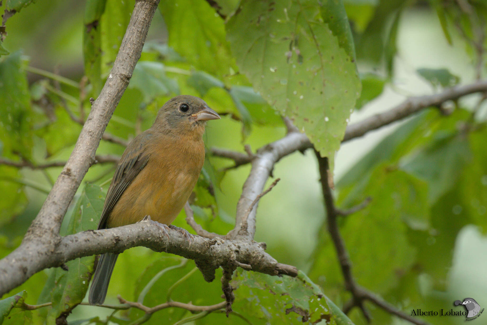 Image of Rose-bellied Bunting