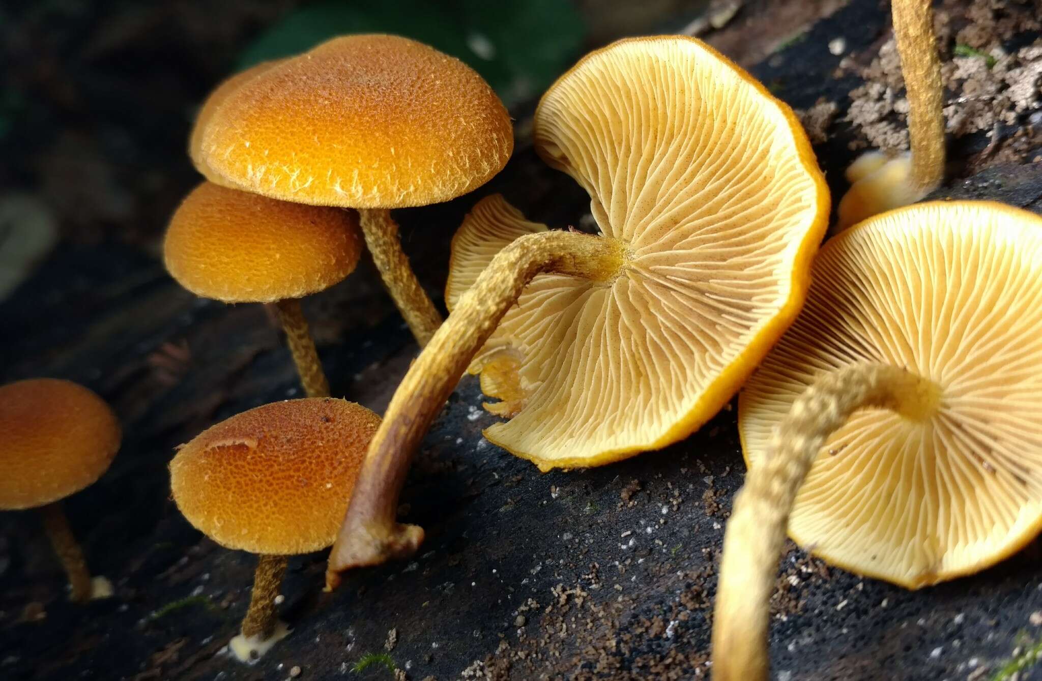 Imagem de Phaeomarasmius proximans (A. H. Sm. & Hesler) Singer 1989