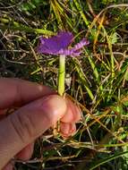 Слика од Dianthus gallicus Pers.