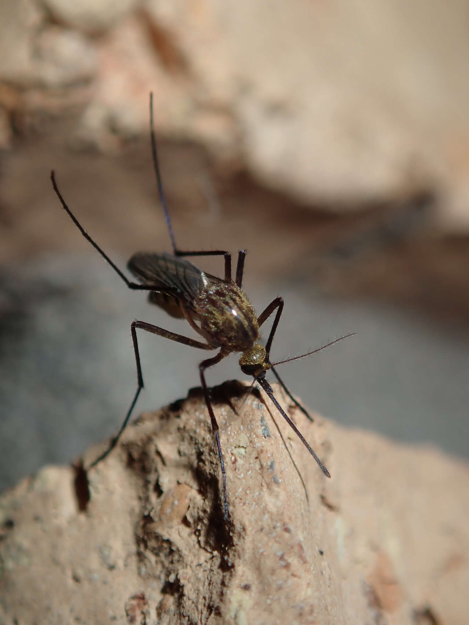 Imagem de Aedes imperfectus Dobrotworsky 1962