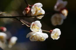 Image of Chinese plum