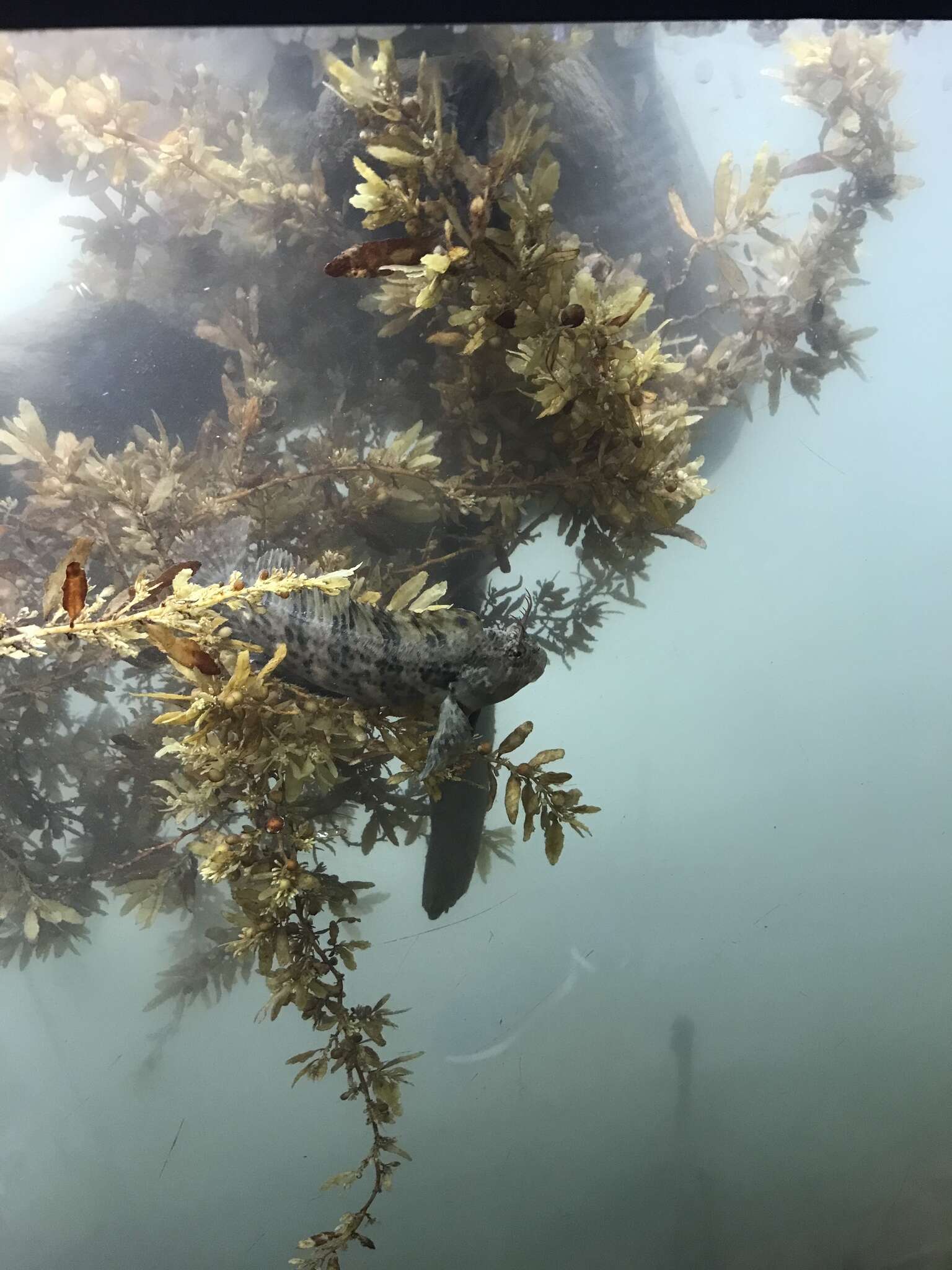 Image of Feather Blenny