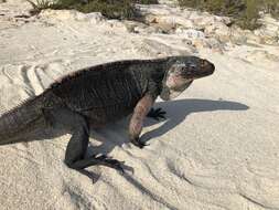 Image of Andros Island Iguana