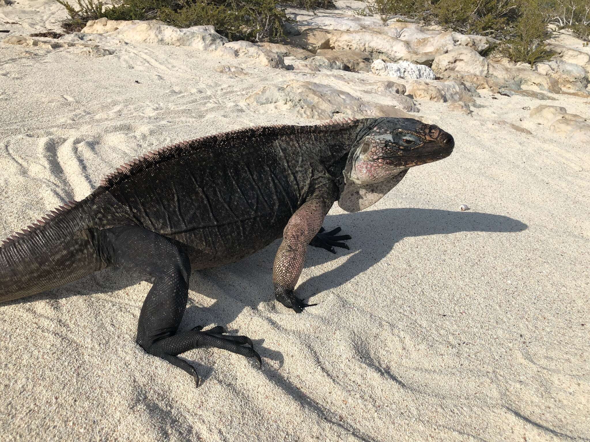 Image de Cyclura cychlura (Cuvier 1829)