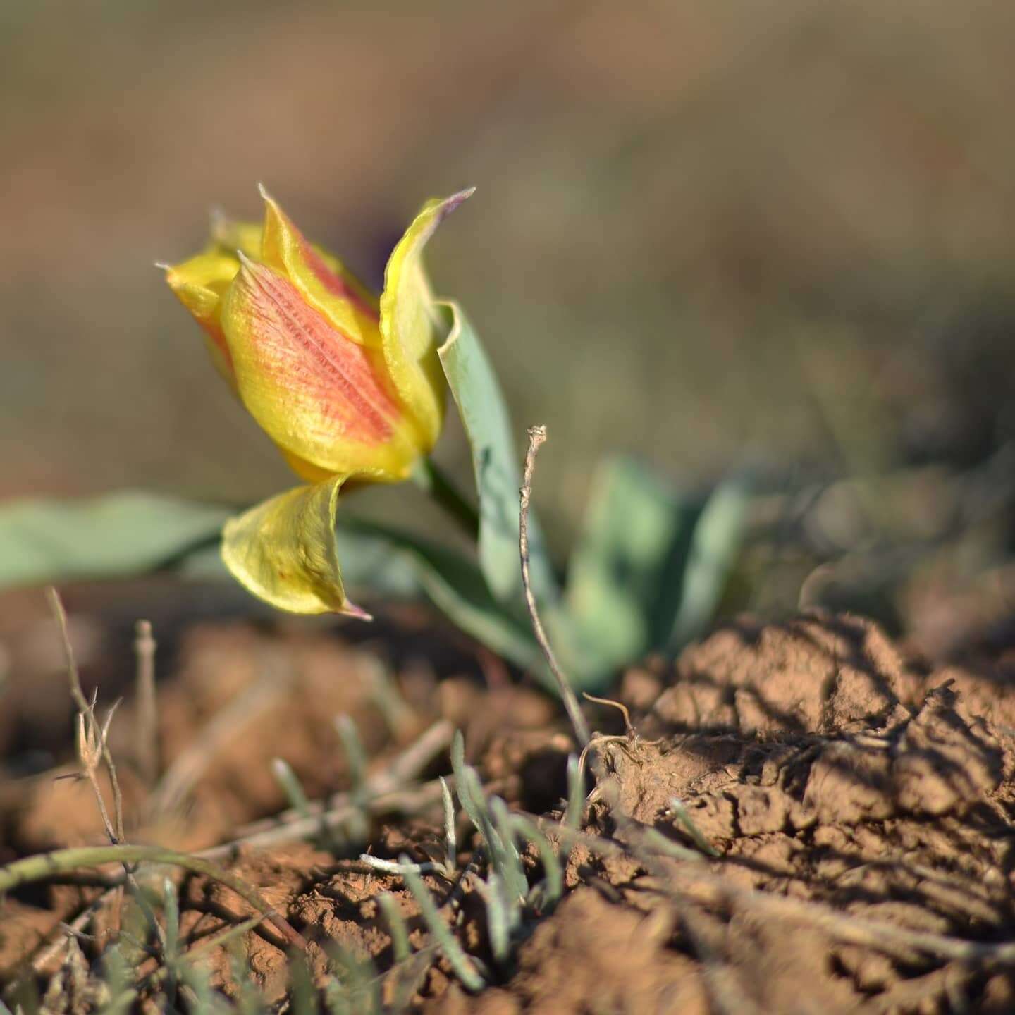 Image of Tulipa suaveolens Roth