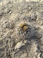 Image of Siler's Pincushion Cactus