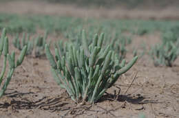 Image of Tecticornia australasica (Moq.) Paul G. Wilson