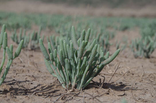 Image of Tecticornia australasica (Moq.) Paul G. Wilson