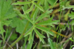 Image of dwarf checkerbloom