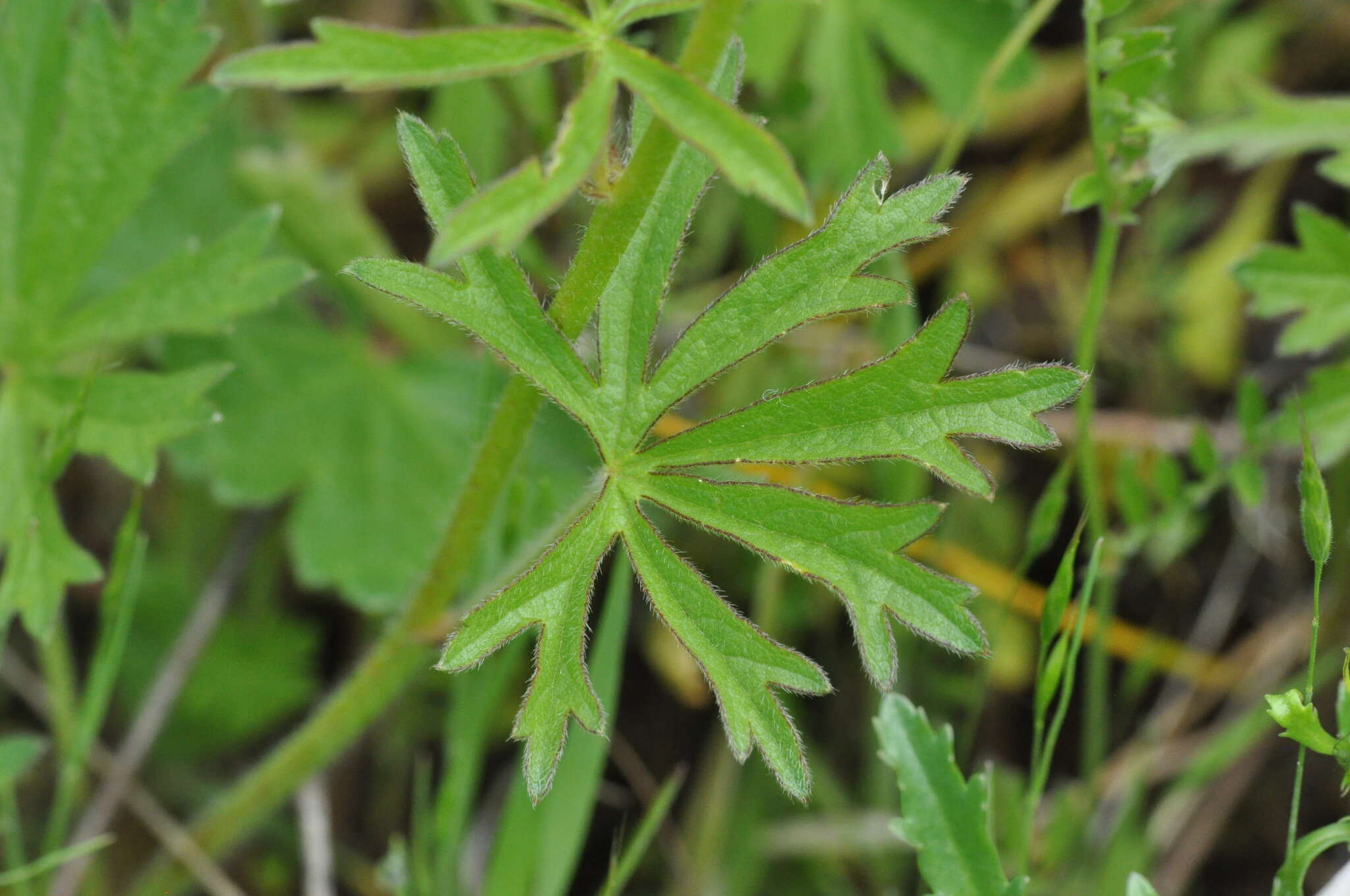 Image of dwarf checkerbloom