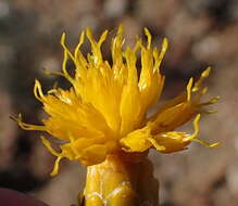 Imagem de Pteronia ciliata Thunb.