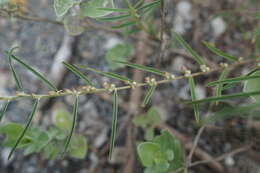 Image of Indigofera linifolia (L. fil.) Retz.