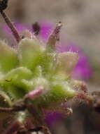 Image of desert sand verbena