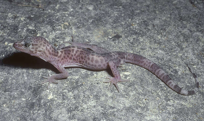 Image of Genetzter Krallengecko