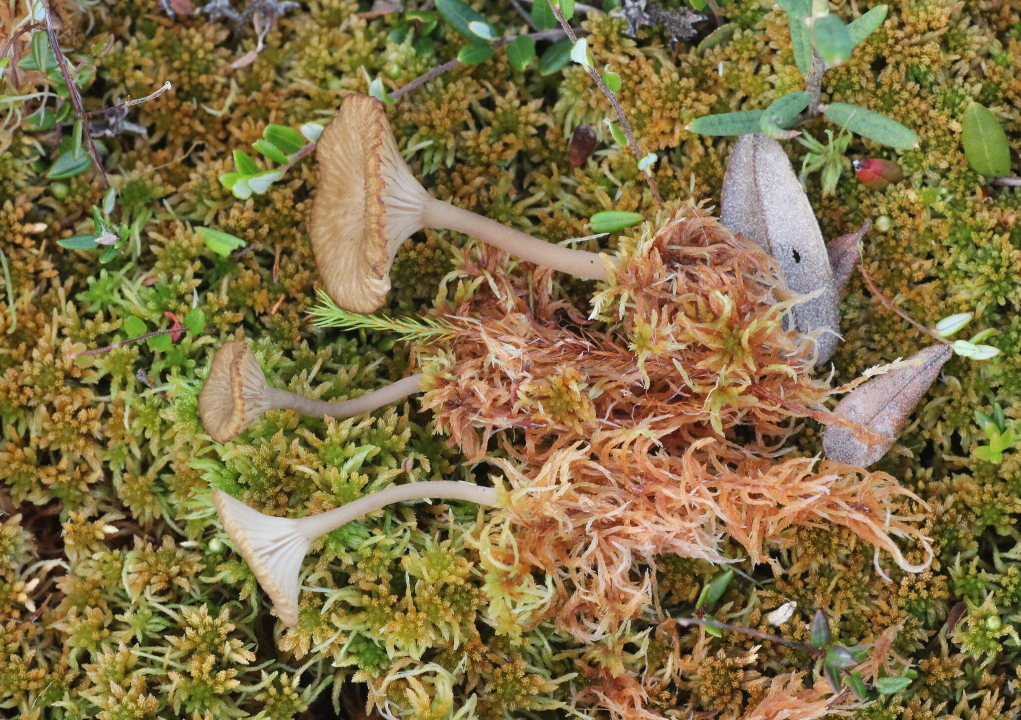 Image of Arrhenia sphagnicola (Berk.) Redhead, Lutzoni, Moncalvo & Vilgalys 2002