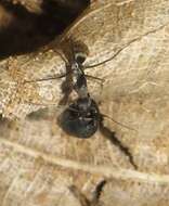 صورة Camponotus cinctellus (Gerstaecker 1859)