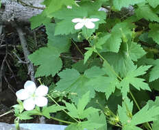 Image of Richardson's geranium