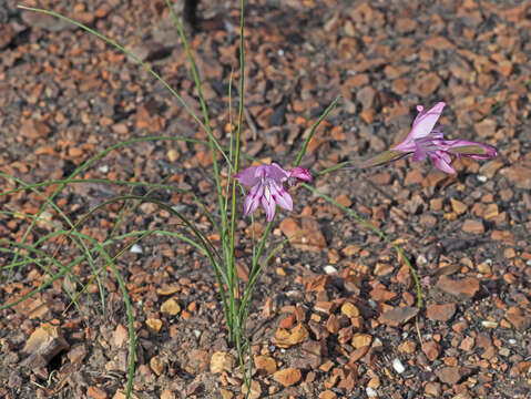 Слика од Gladiolus inflatus (Thunb.) Thunb.