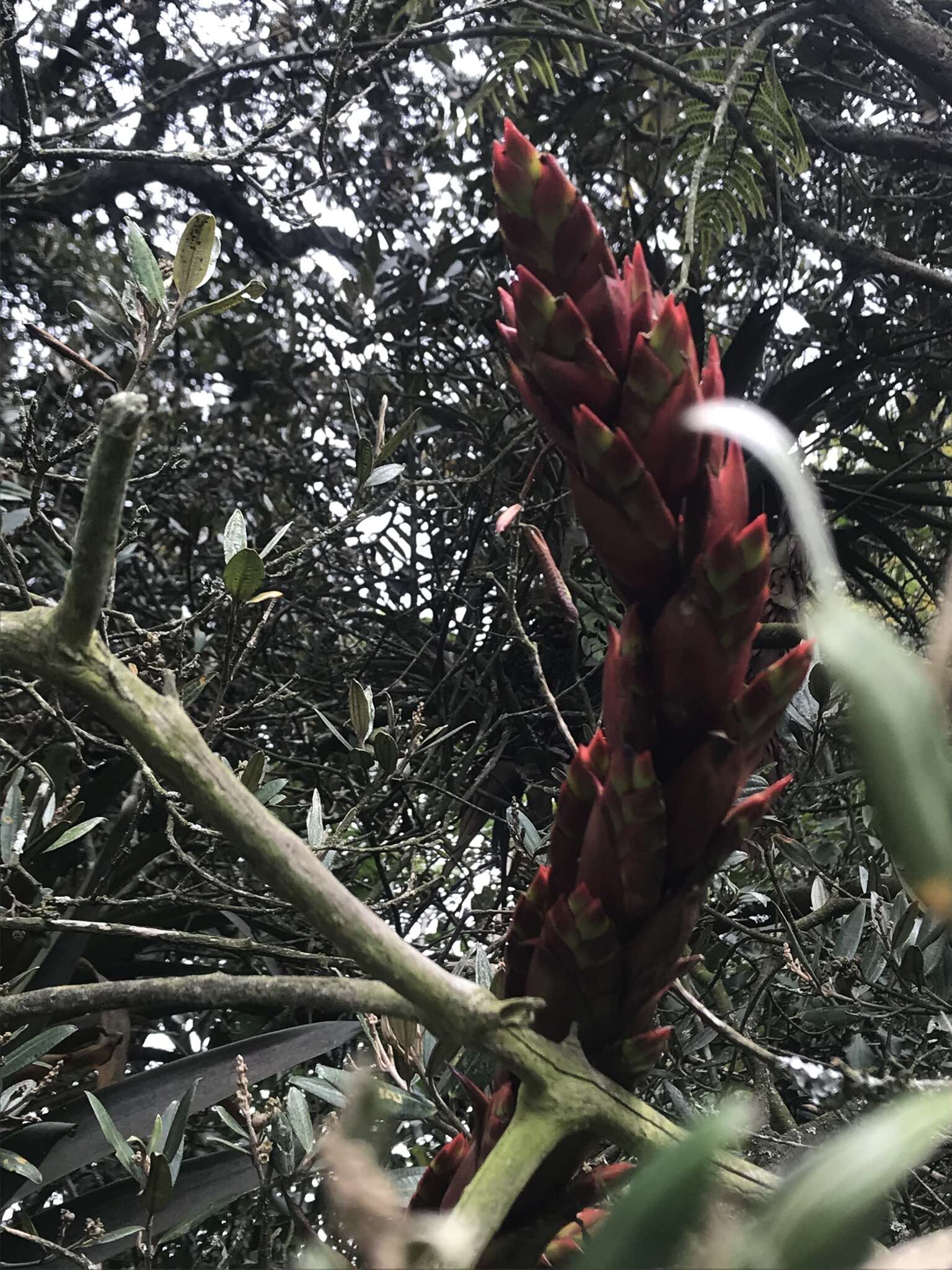 Imagem de Tillandsia pastensis André