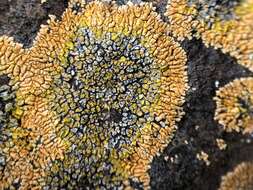 Image of orange lichen