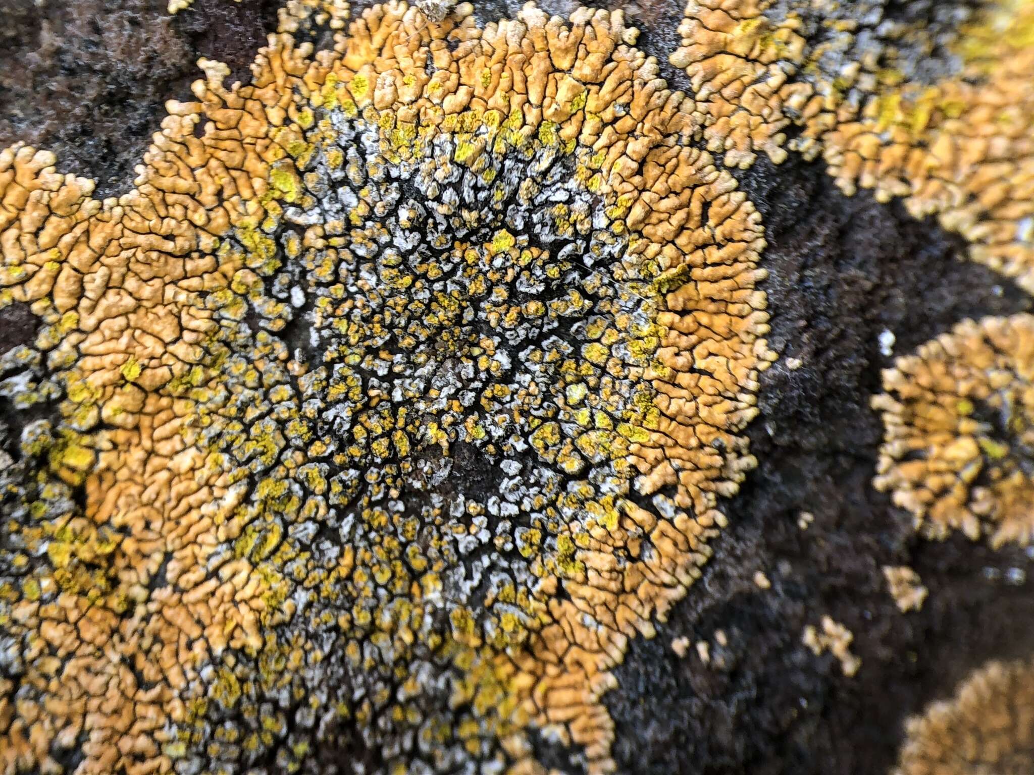 Image of orange lichen