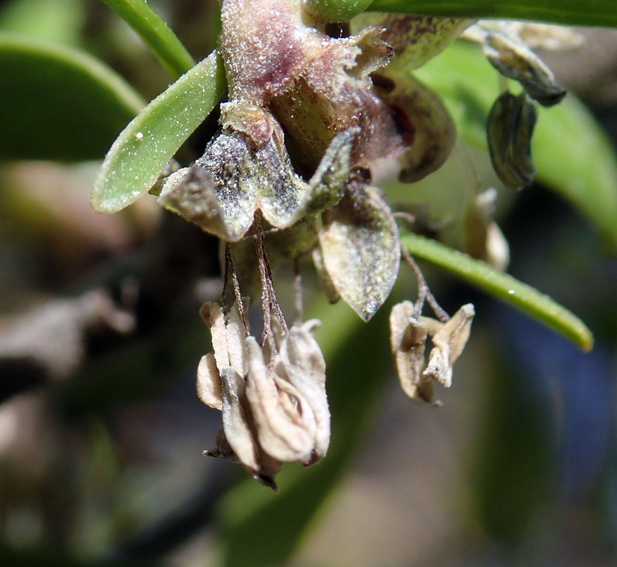 Imagem de Coprosma propinqua var. martini W. R. B. Oliv.