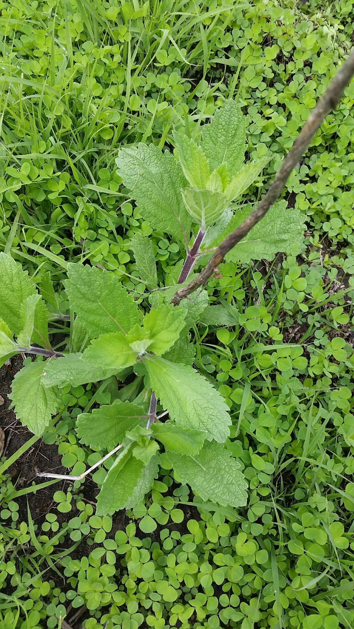 Image de Verbena stricta Vent.