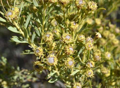 Image of grey conebush