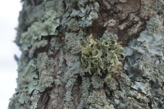 Image of cartilage lichen