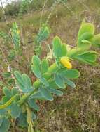 Image of Chamaecrista desvauxii var. latistipula (Benth.) G. P. Lewis