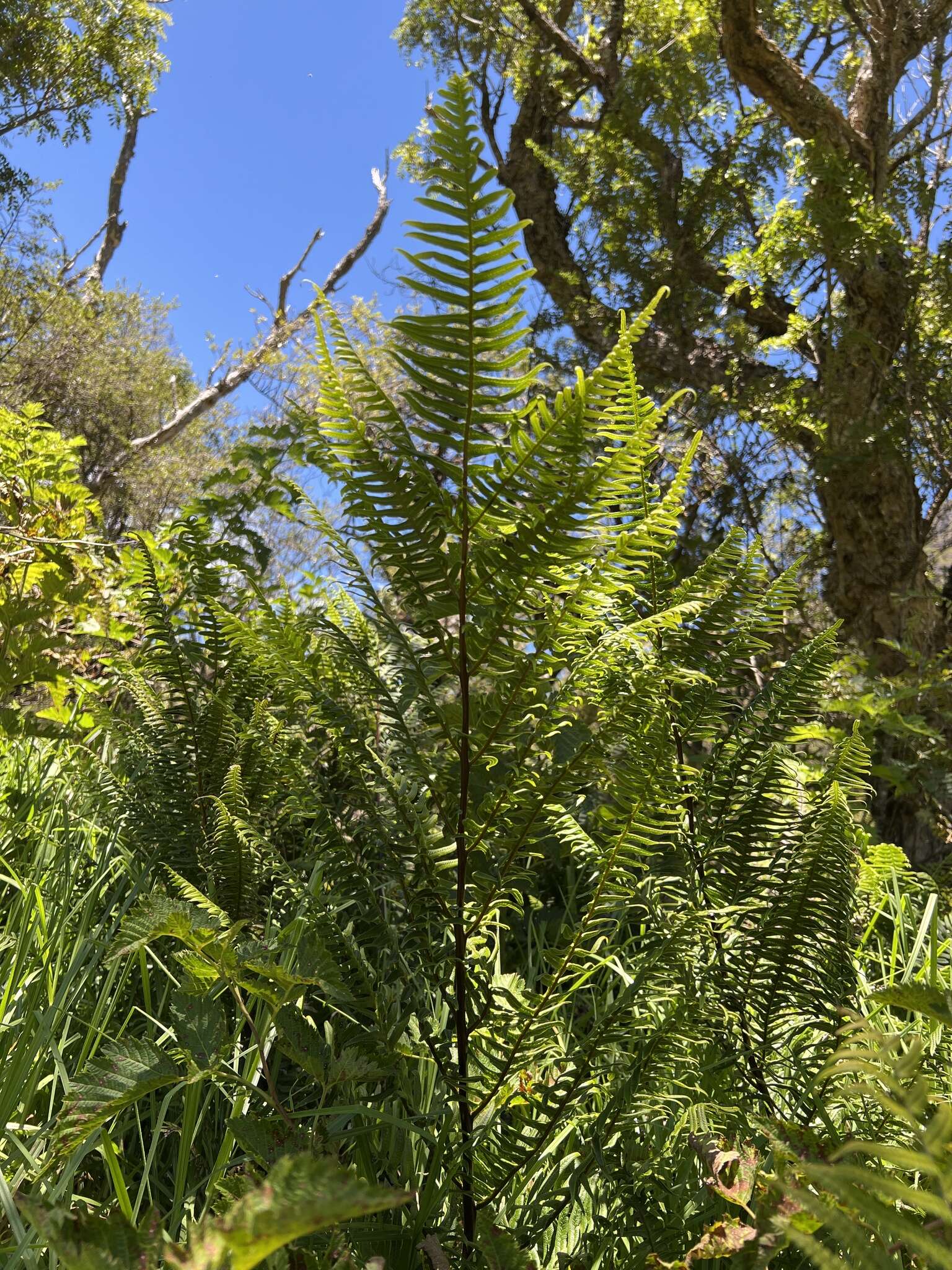 Imagem de Pteris terminalis Wall.