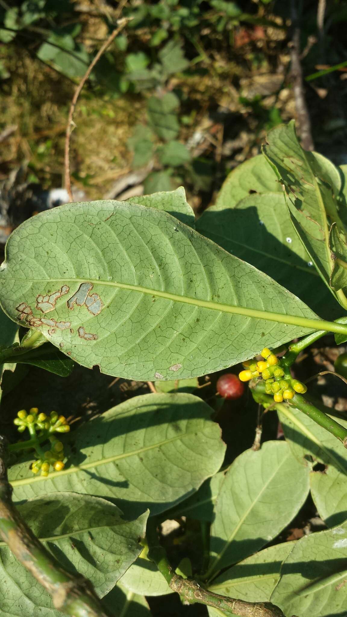 Image of Psychotria parkeri Baker