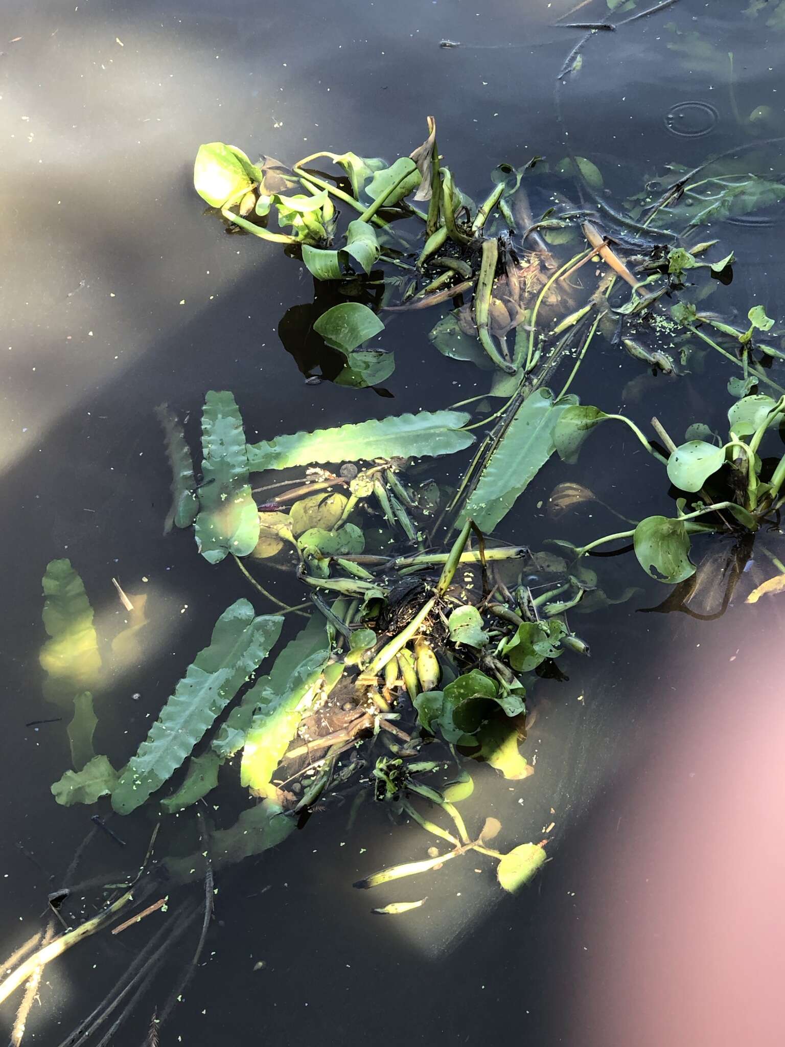 Image de Nuphar sagittifolia (Walt.) Pursh