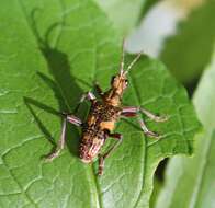 Image of Rhagium (Megarhagium) caucasicum Reitter 1889