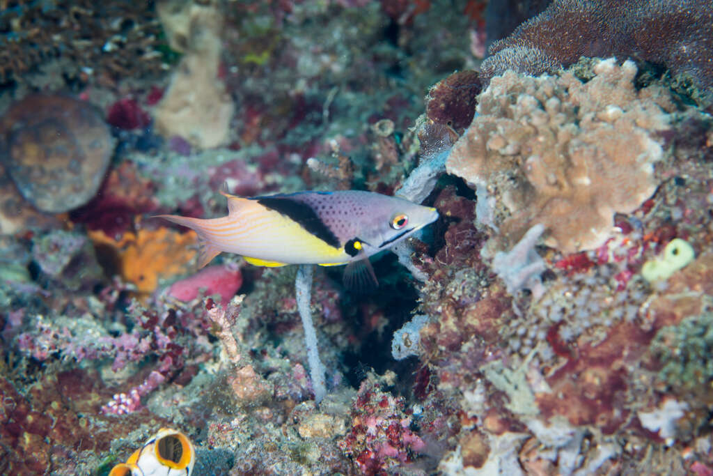 Image of Black-belt hogfish