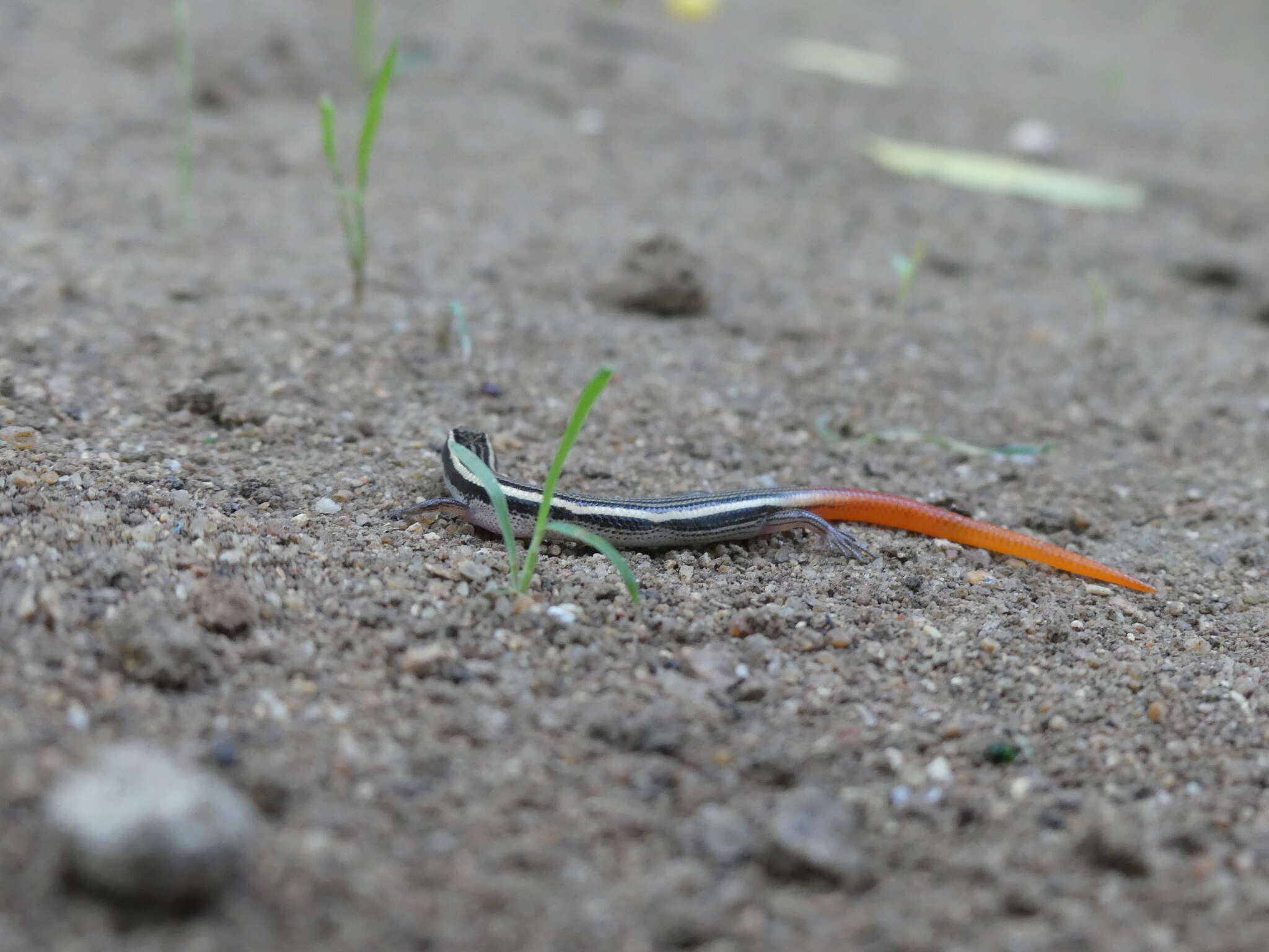 Image of Lygosoma punctata (Gmelin 1799)