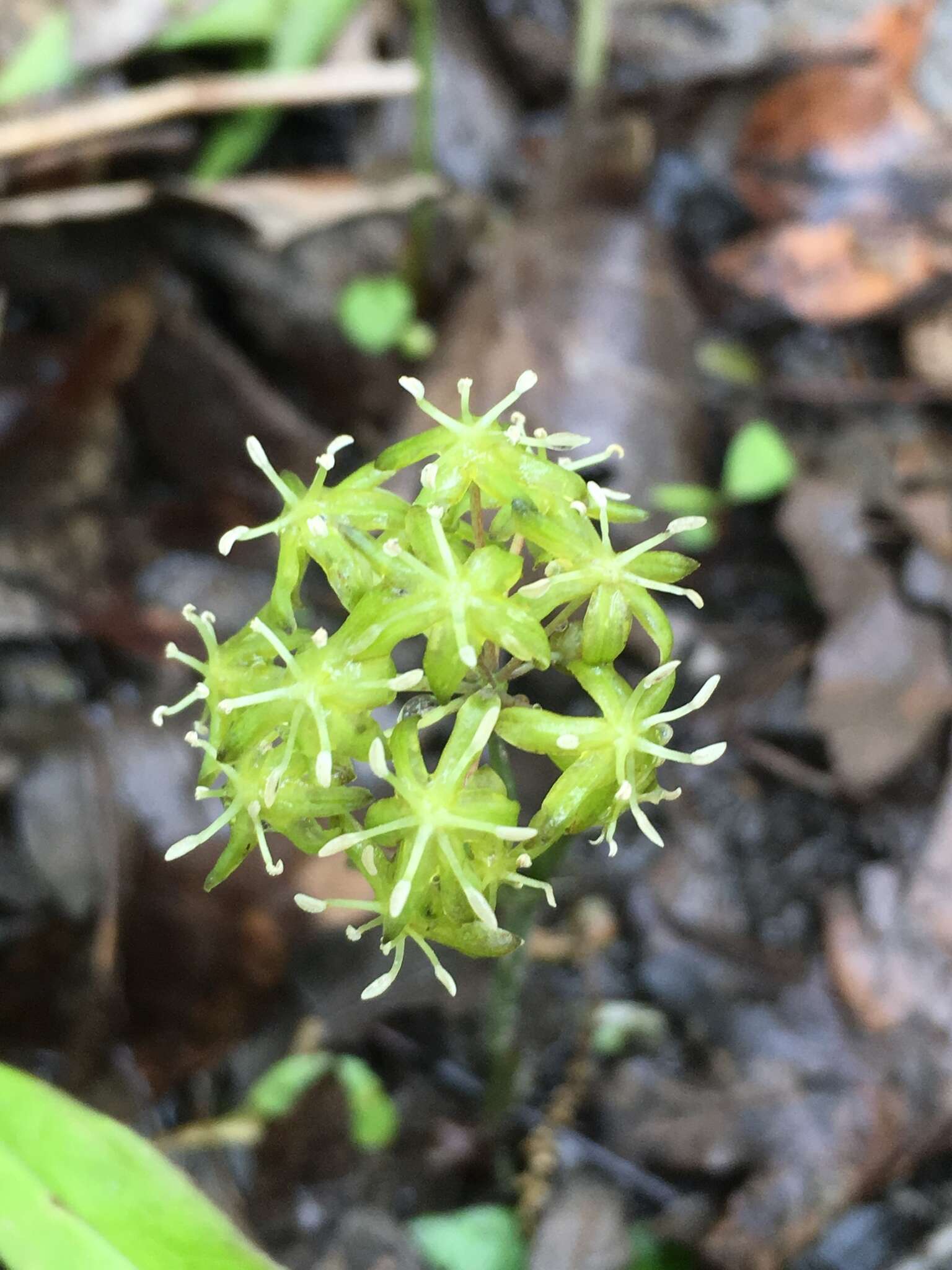 Smilax ecirrhata (Engelm. ex Kunth) S. Watson resmi